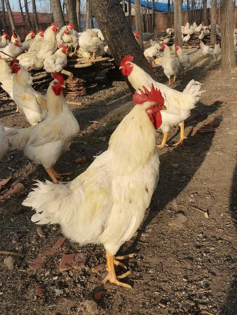 【推荐】散养290天579白公鸡，4-5.5斤，供应酒店