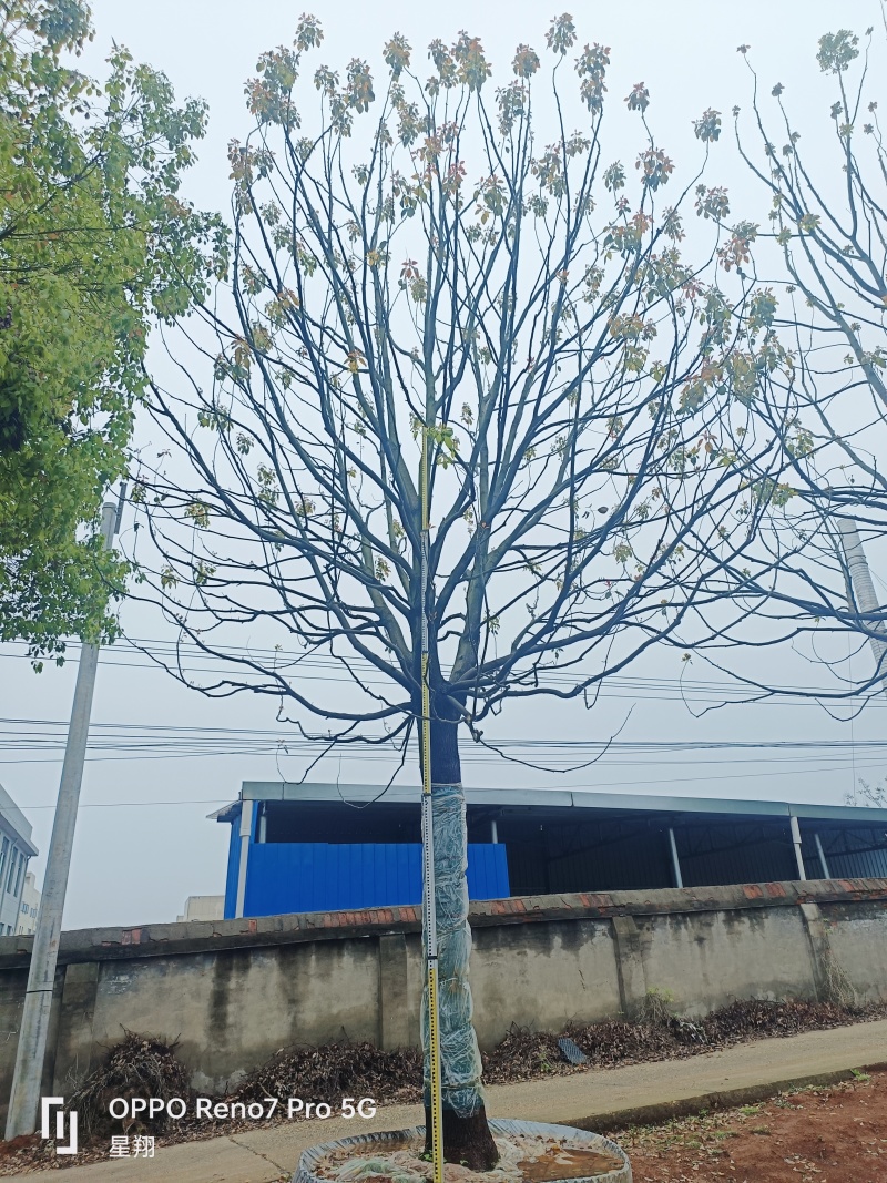 丛生香樟，全冠移栽香樟，自己苗圃，一手货源，自产自销