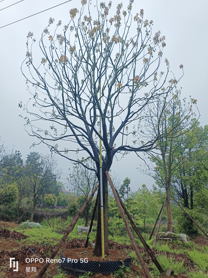 丛生香樟，全冠移栽香樟，自己苗圃，一手货源，自产自销
