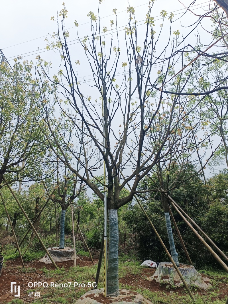 丛生香樟，全冠移栽香樟，自己苗圃，一手货源，自产自销