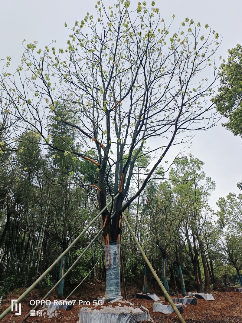 丛生香樟，全冠移栽香樟，自己苗圃，一手货源，自产自销