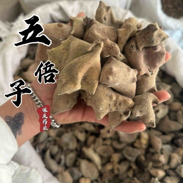 五倍子角倍百虫仓肚倍实拍发货如图干净无杂质