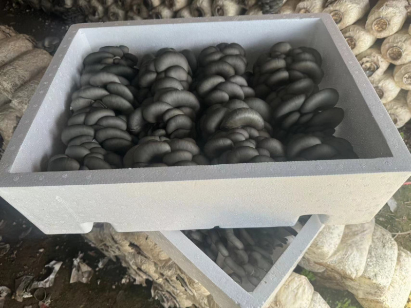 【推荐】精品黑平菇对接全国市场品质保证诚信经营