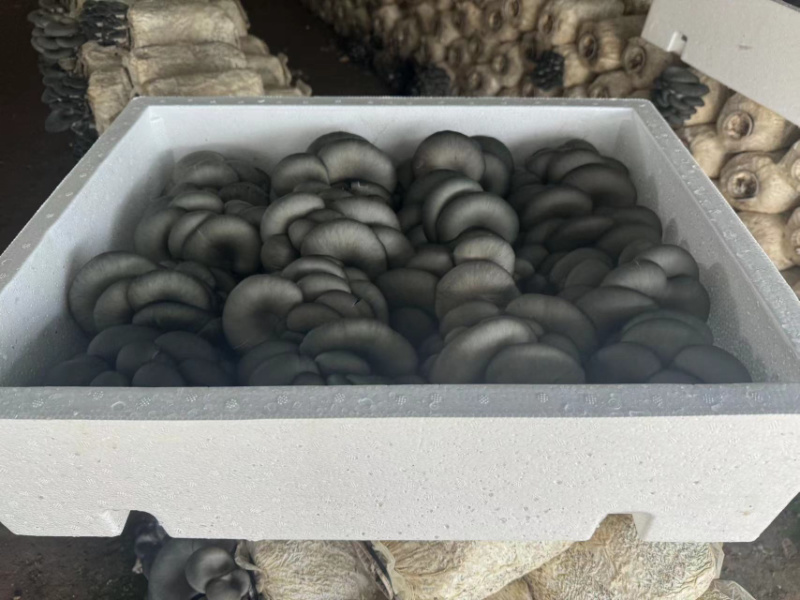 【推荐】精品黑平菇对接全国市场品质保证诚信经营
