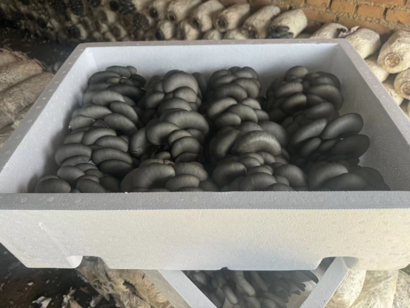 【推荐】精品黑平菇对接全国市场品质保证诚信经营