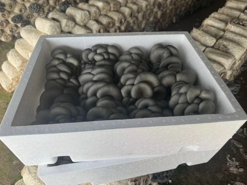 【推荐】精品黑平菇对接全国市场品质保证诚信经营