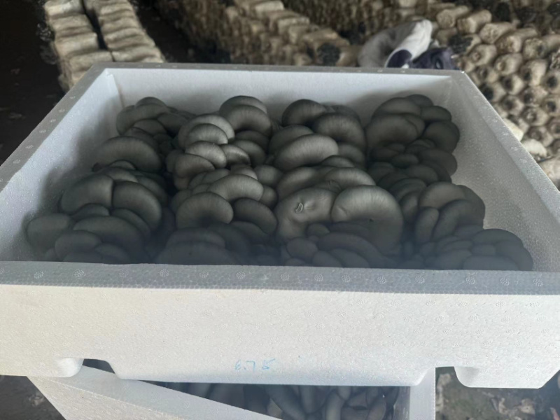 【推荐】精品黑平菇对接全国市场品质保证诚信经营