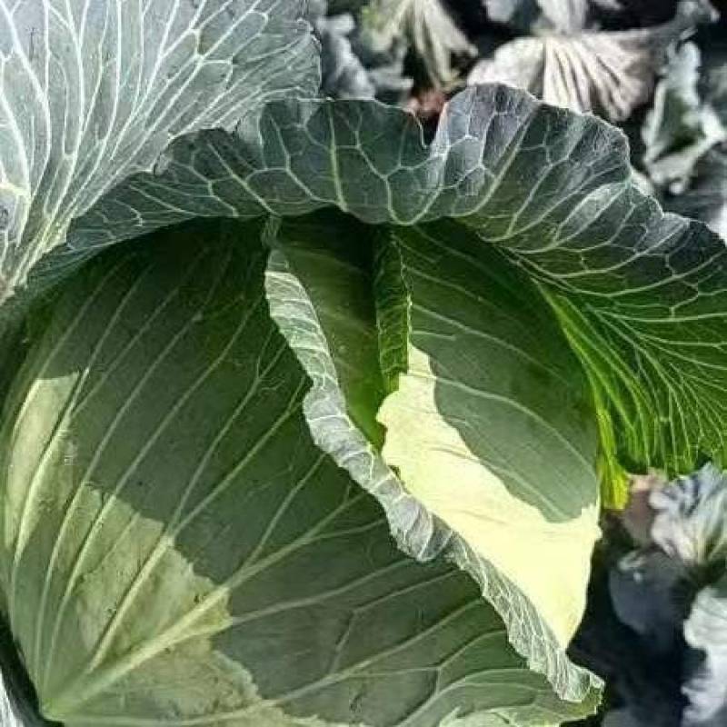 湖北扁包菜，奥奇娜扁包，铁宝2号扁包