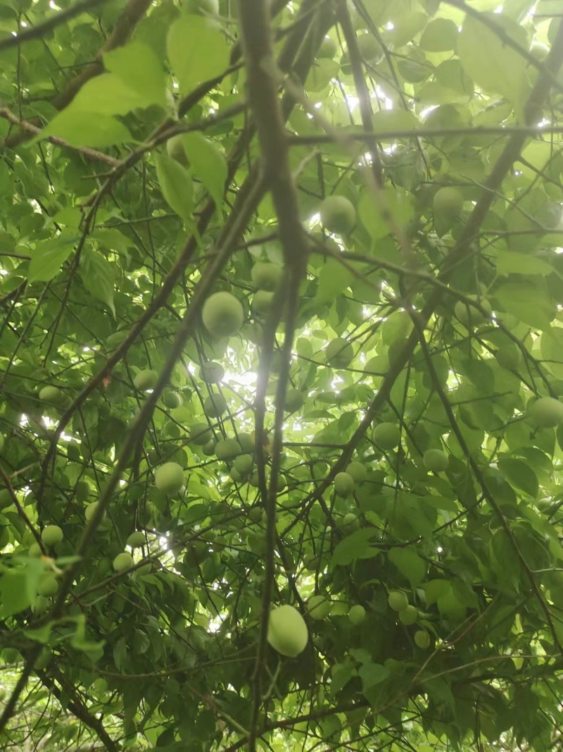 青梅酸梅大量上市