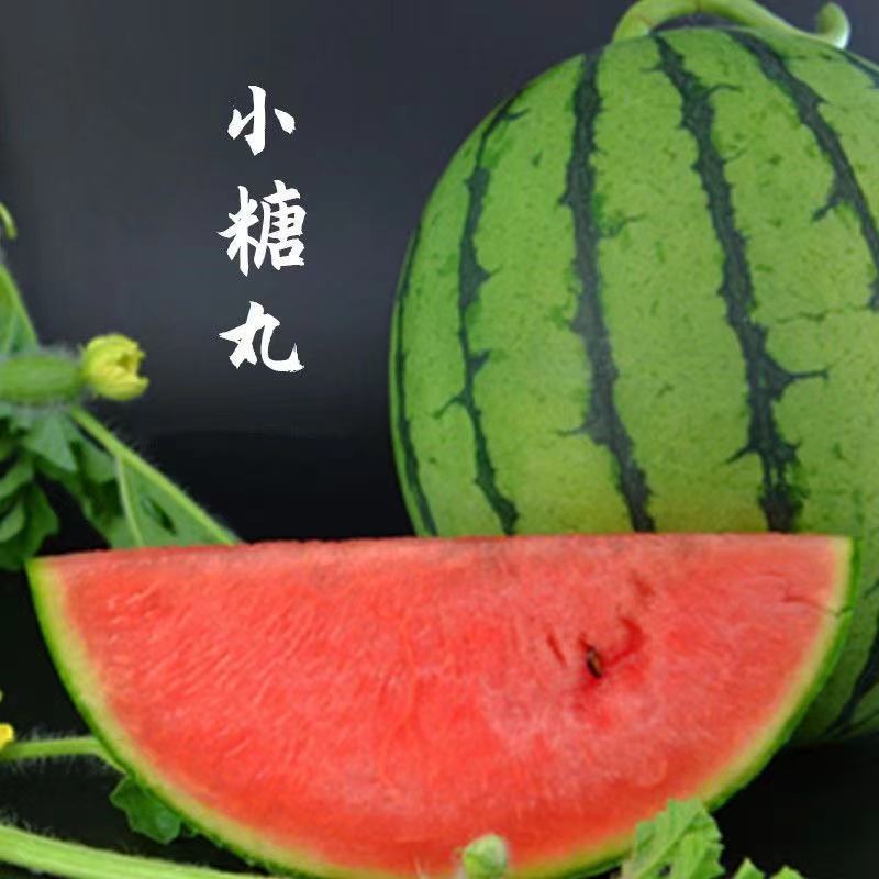 全美2K西瓜，小糖丸西瓜，电商，市场货，供应各大水果市场