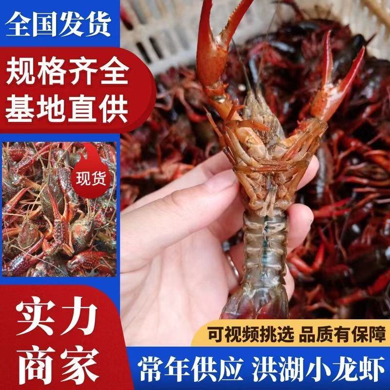 鲜活小龙虾批发潜江洪湖产地直供货源全国包邮死虾包赔