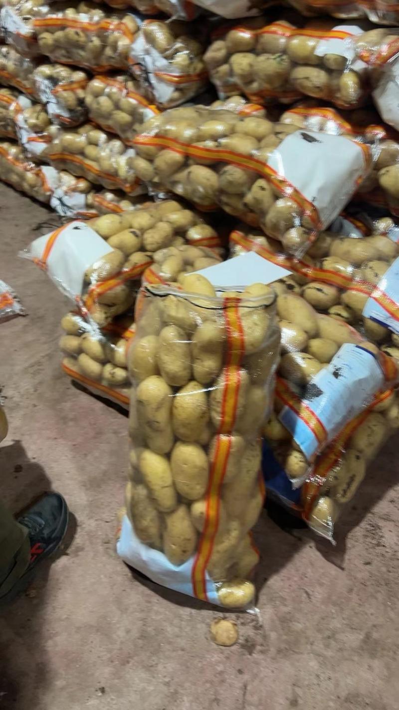 【精品黄心土豆】黄心土豆大量上市出货一手货源批发价格优惠
