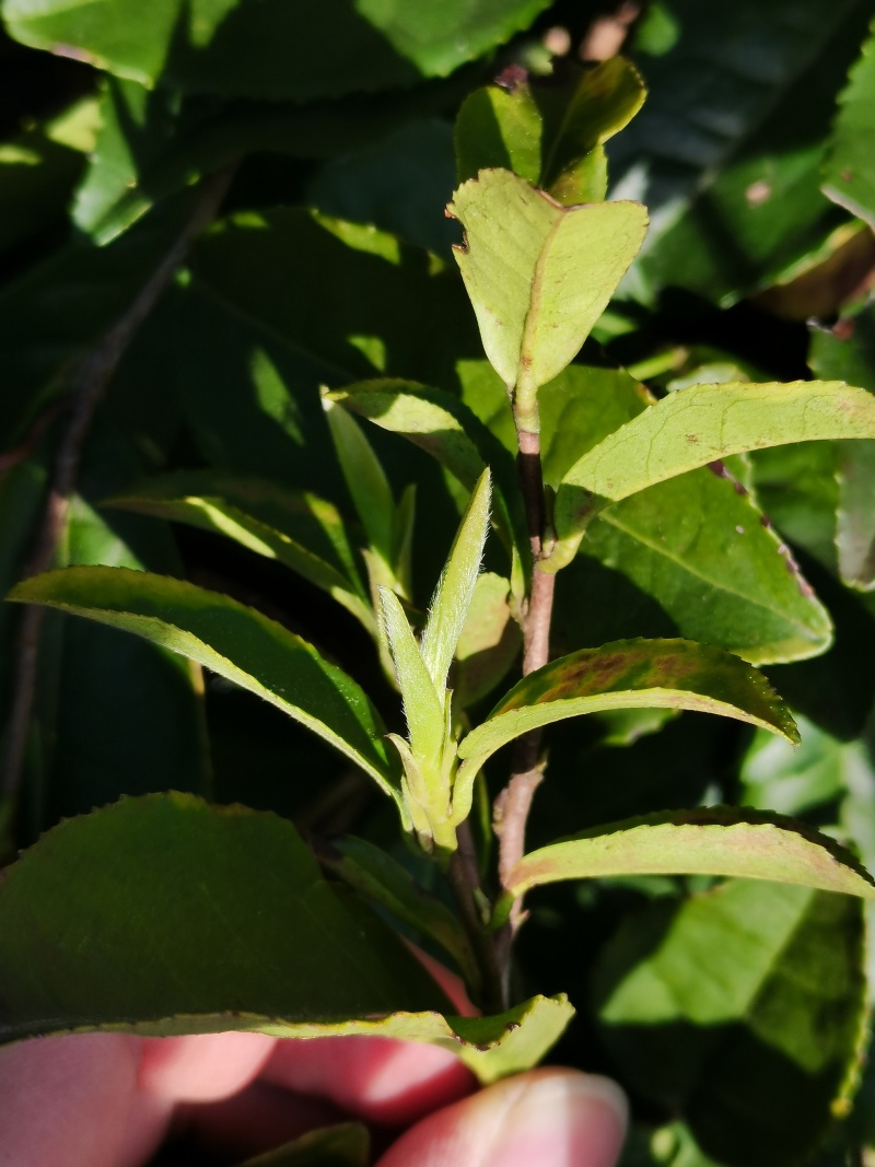 舒城小兰花茶叶