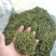 舒城小兰花茶叶