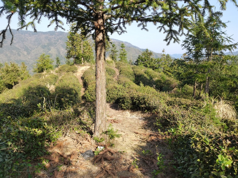 舒城小兰花茶叶