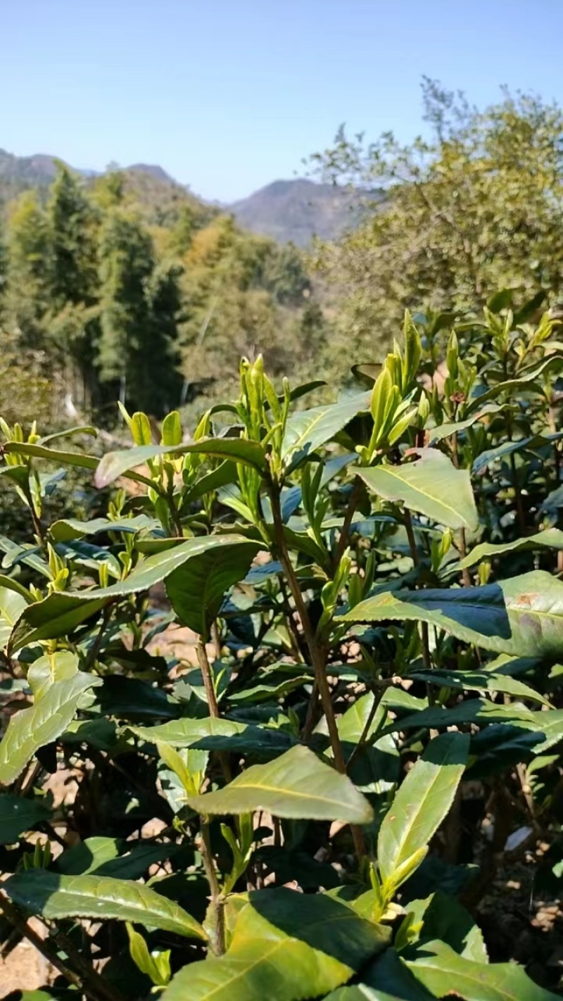 舒城小兰花茶叶