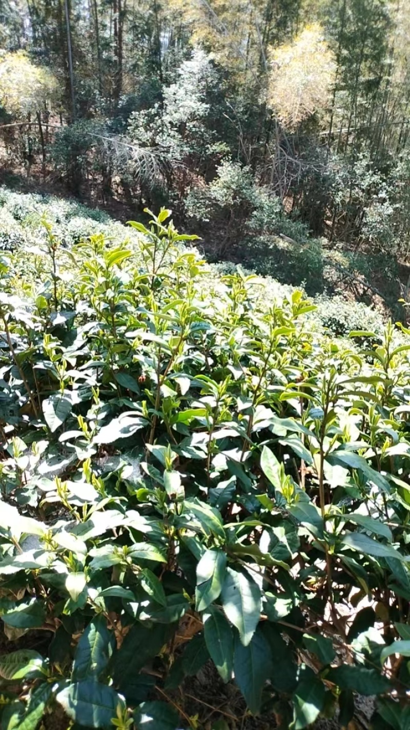 舒城小兰花茶叶