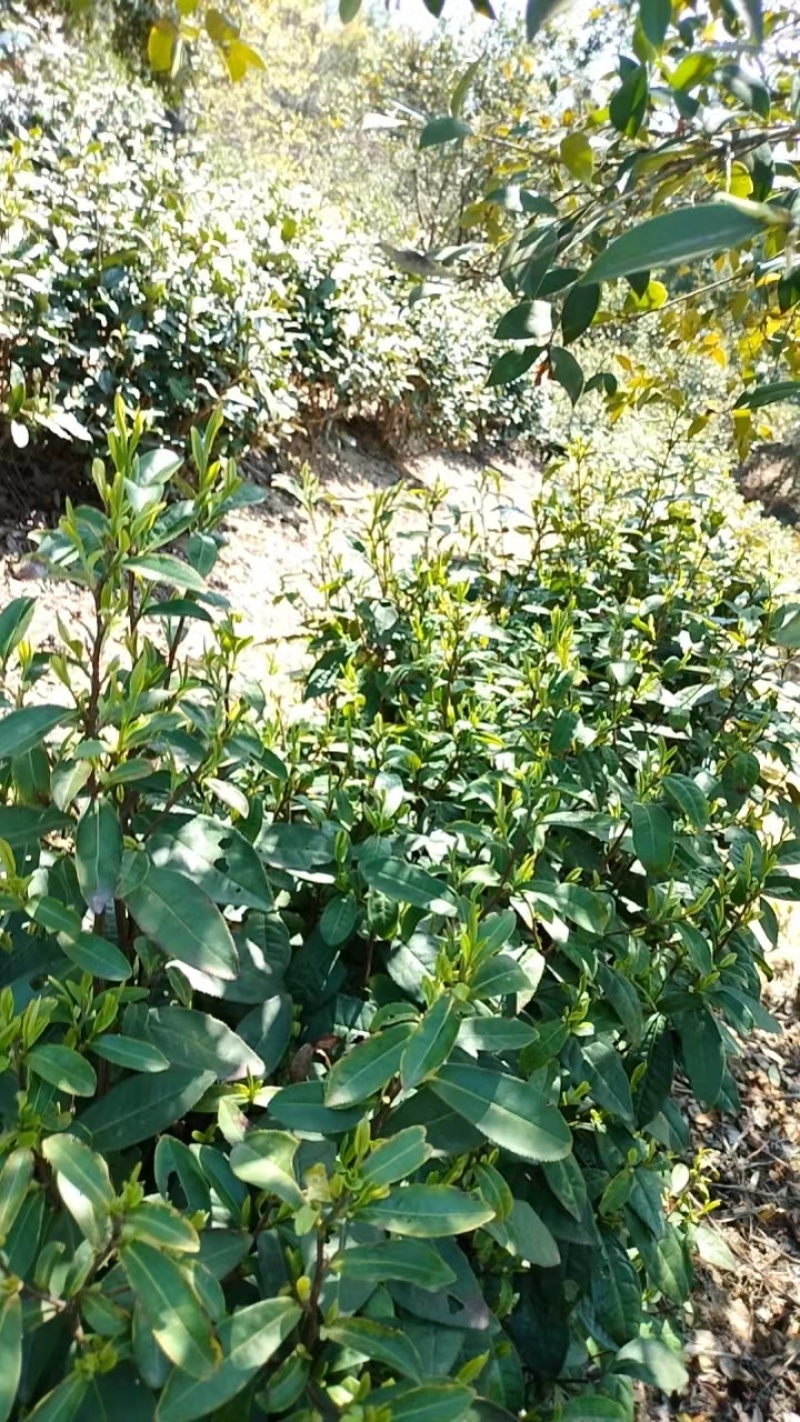 舒城小兰花茶叶