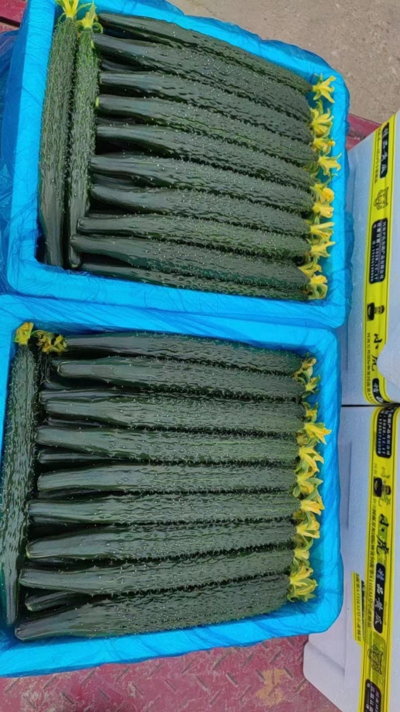 黄瓜25公分以上干花带刺质量好，货源充足！