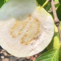 珍珠番石榴（芭乐）