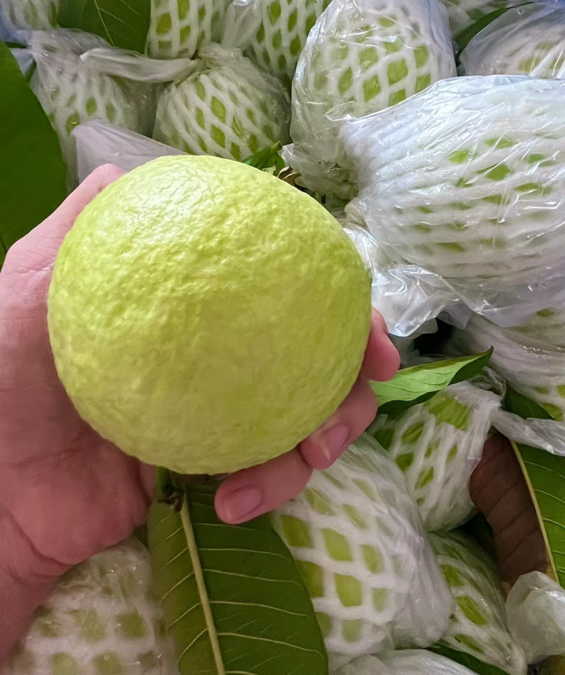 珍珠番石榴（芭乐）