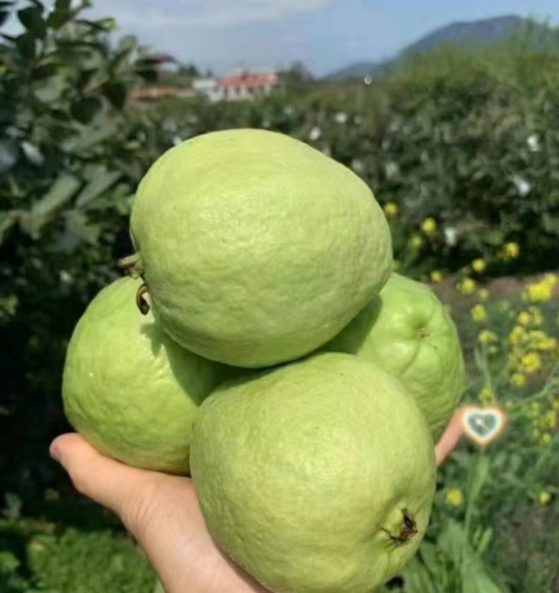 珍珠番石榴（芭乐）