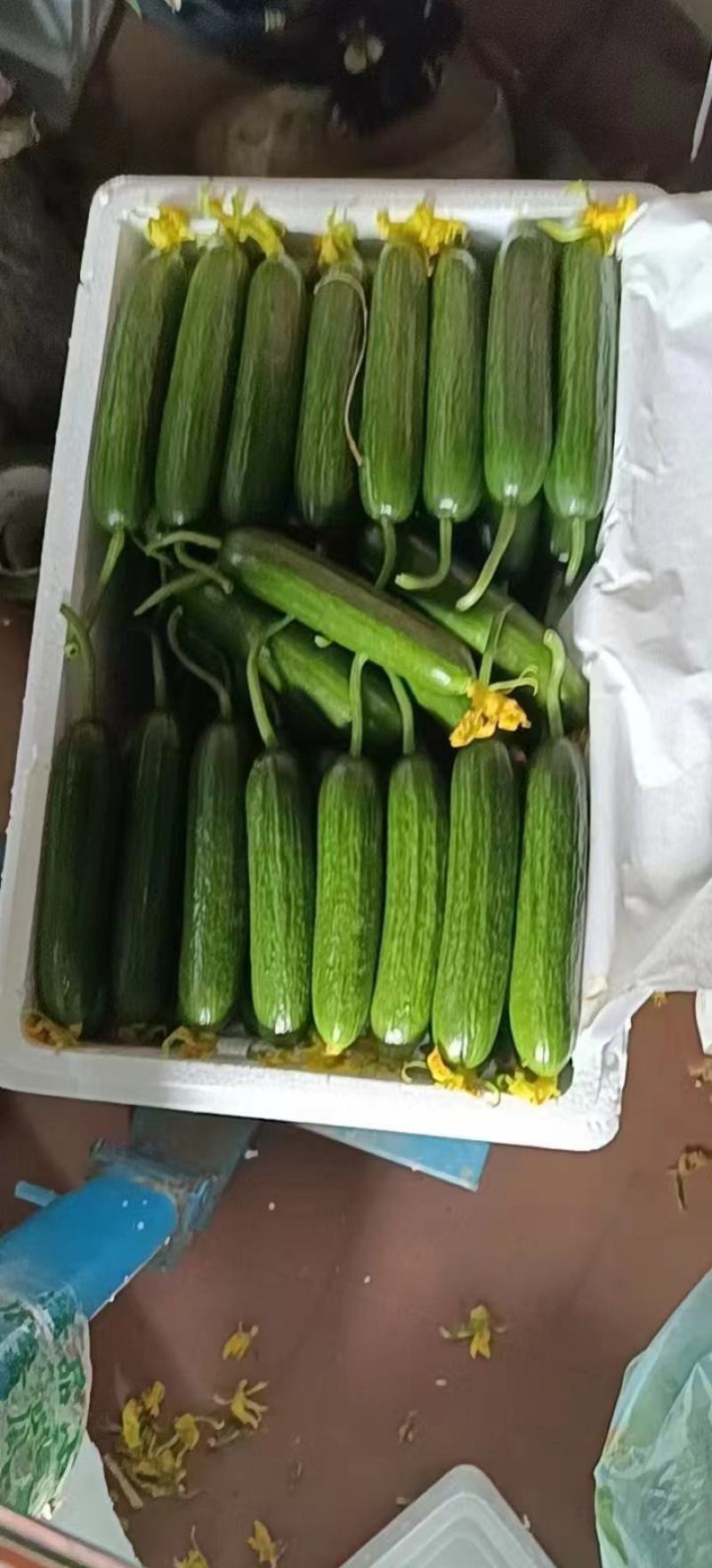 荷兰小黄瓜水果黄瓜/基地直供/品质保障/量大优惠全国发货