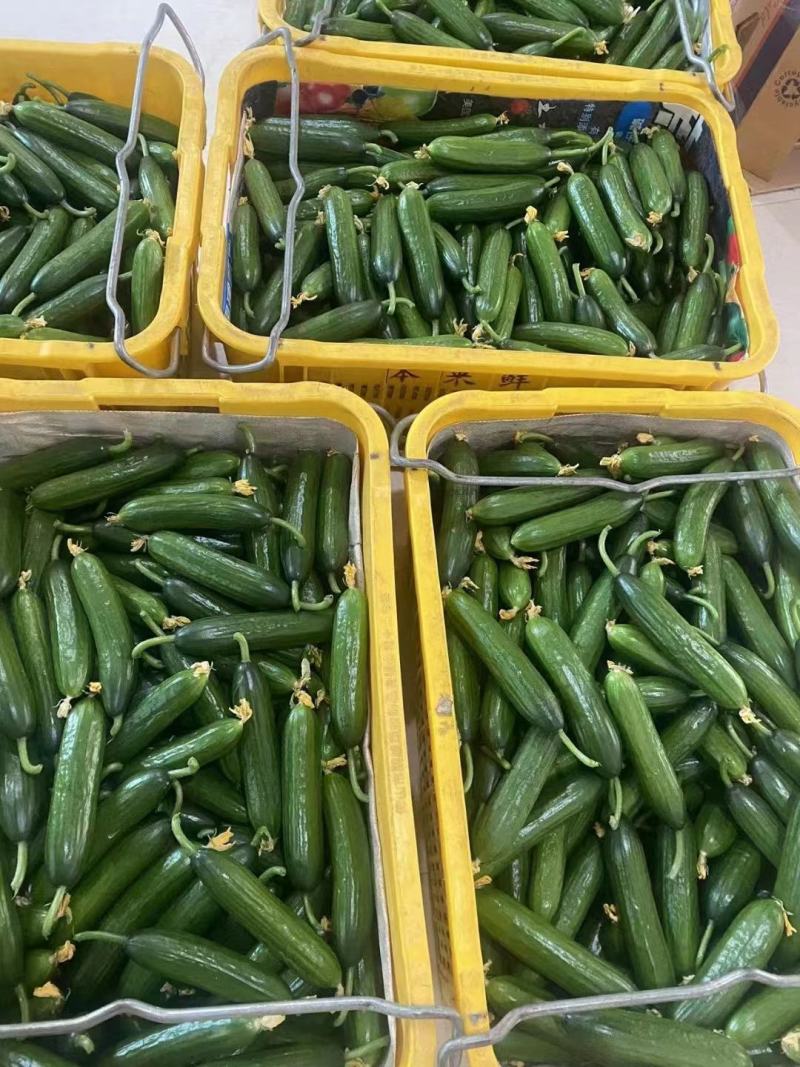 荷兰小黄瓜水果黄瓜/基地直供/品质保障/量大优惠全国发货