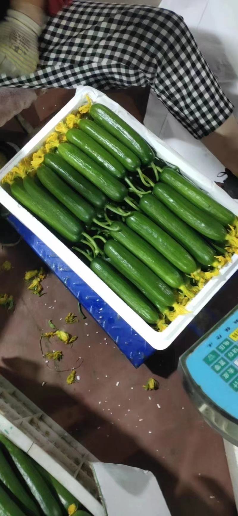 荷兰小黄瓜水果黄瓜/基地直供/品质保障/量大优惠全国发货