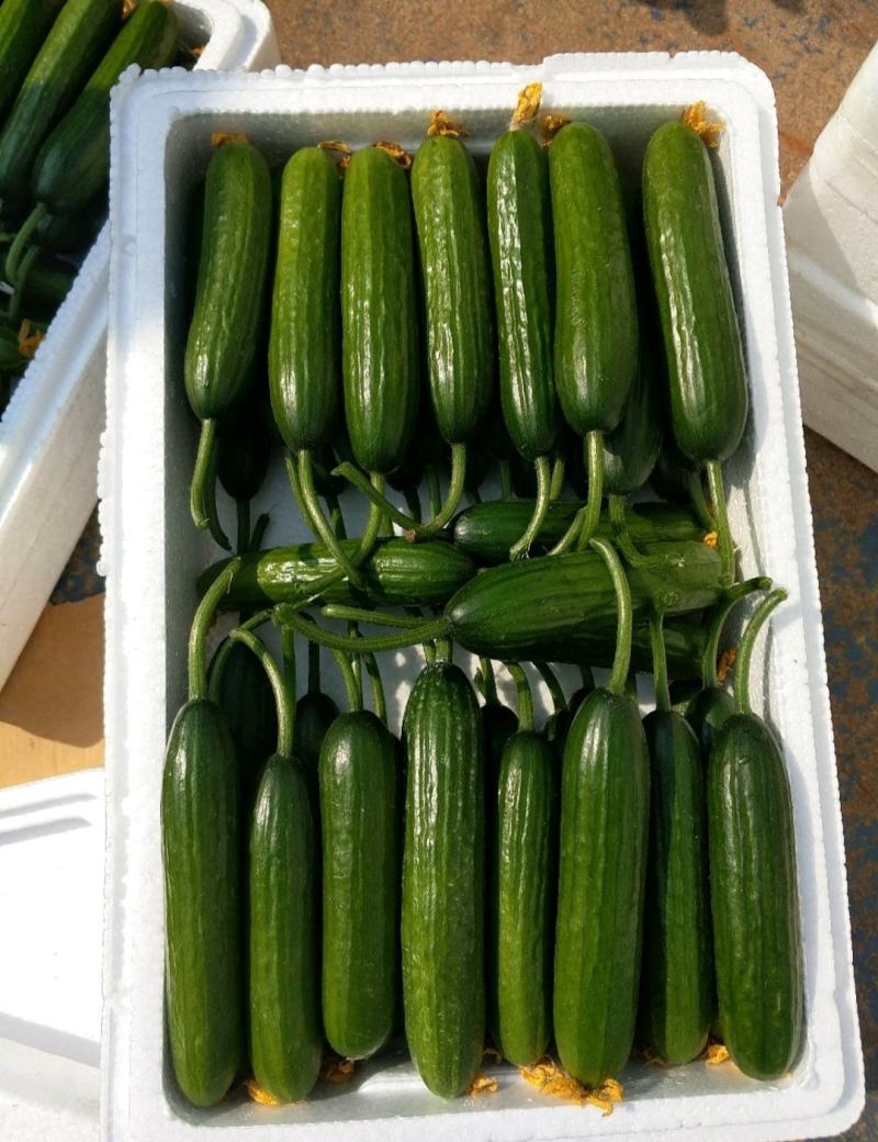 荷兰小黄瓜水果黄瓜/基地直供/品质保障/量大优惠全国发货