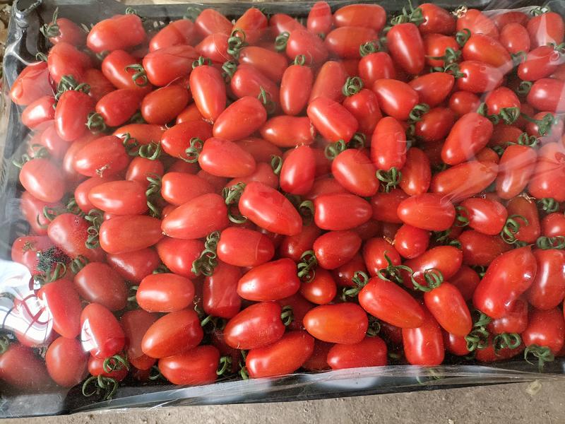 昌黎县圣女果小西红柿409大量上市，欢迎各地客商前来采购
