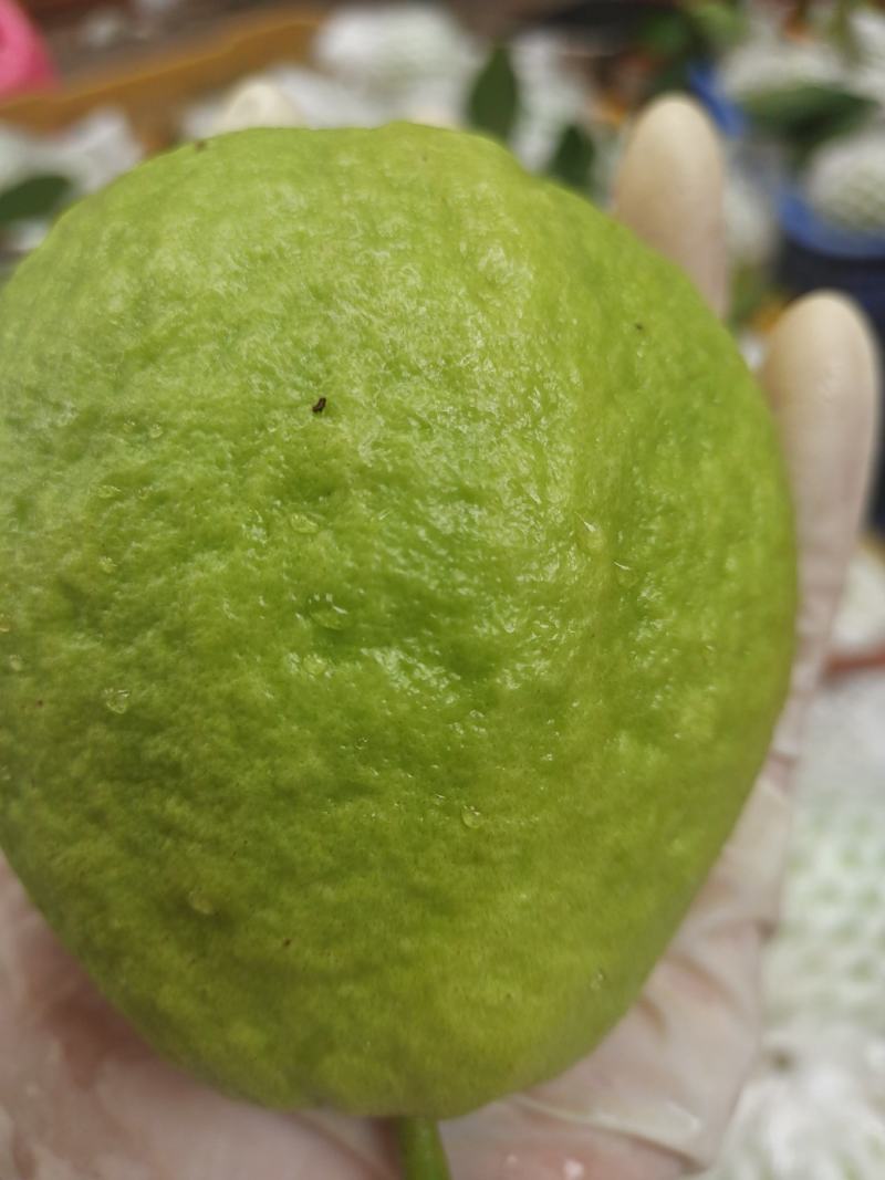 西瓜红芭乐