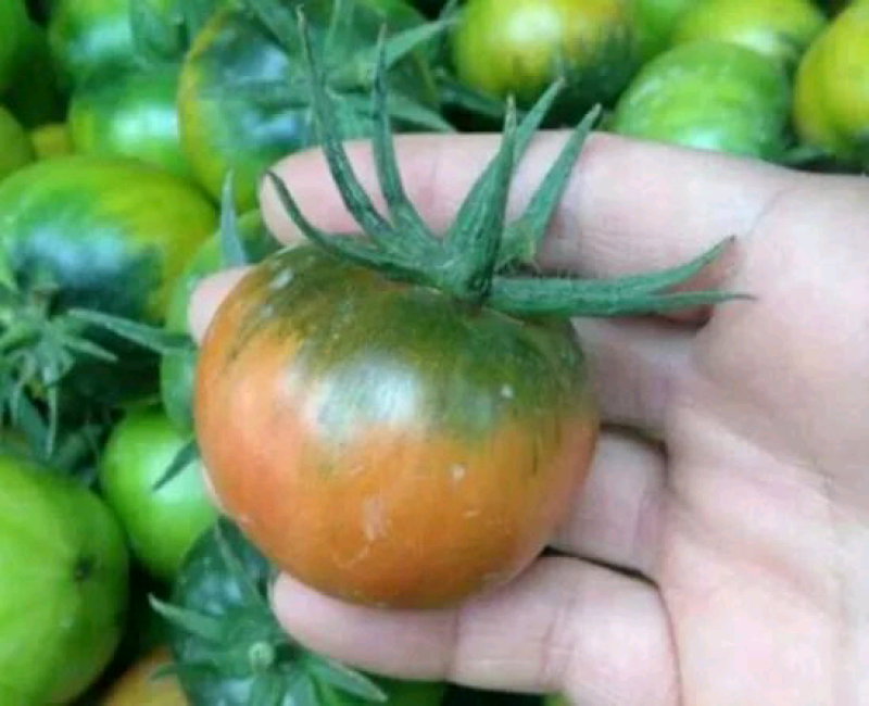 草莓柿子