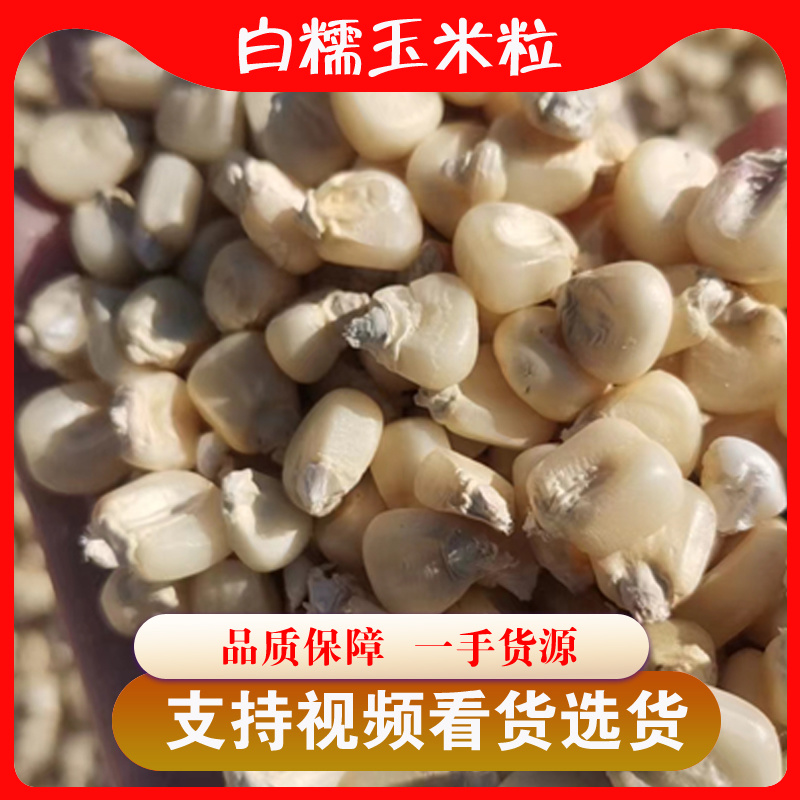 自家农户种植白糯玉米粒，长期大量供应！专业粮食供销欢迎电