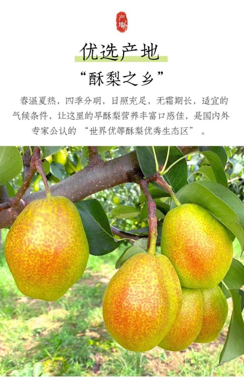 2024新果爆甜】正宗新疆库尔勒香梨新鲜水果酥梨红香酥梨