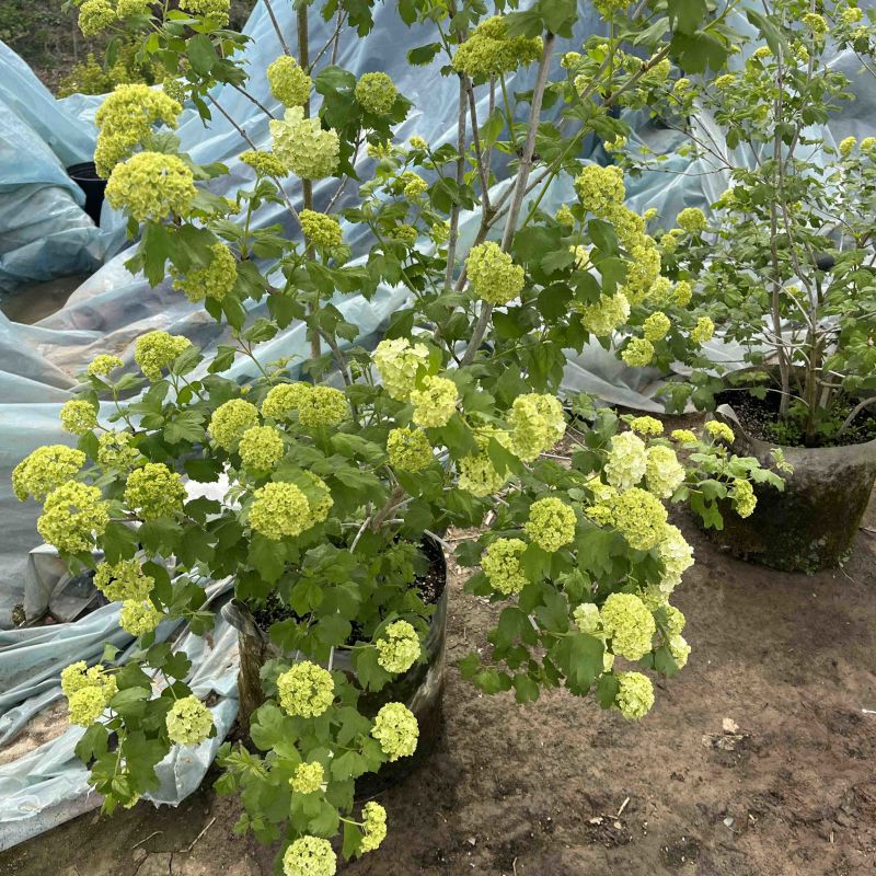 欧洲木绣球，木绣球小苗，丛生木绣球，