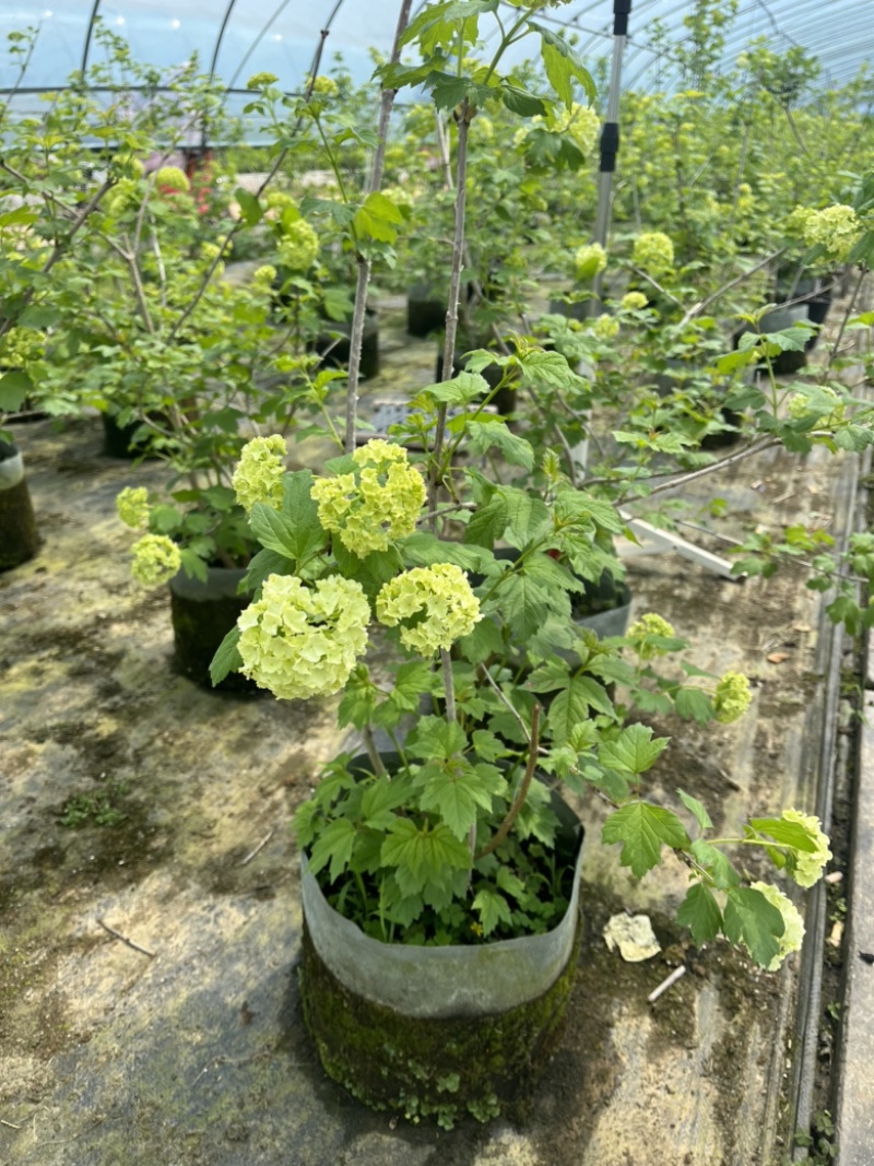 欧洲木绣球，木绣球小苗，丛生木绣球，