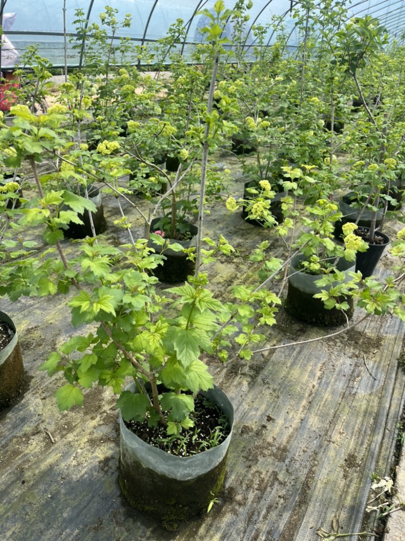 欧洲木绣球，木绣球小苗，丛生木绣球，