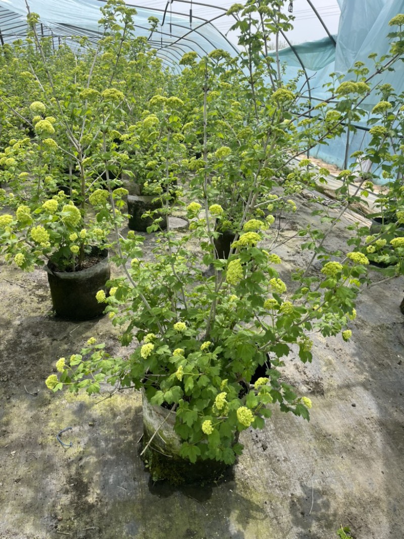 欧洲木绣球，木绣球小苗，丛生木绣球，