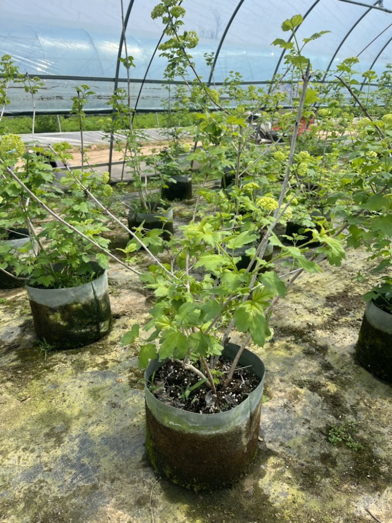 欧洲木绣球，木绣球小苗，丛生木绣球，