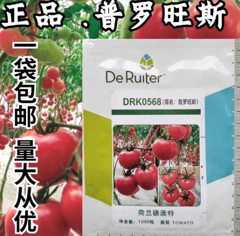 普罗旺斯原装荷兰进口口感番茄种子沙瓤水果番茄山东潍坊寿光