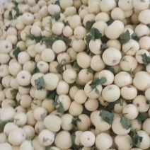 砀山小白瓜，香瓜，白糖罐，白沙蜜大量上市了