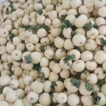 砀山小白瓜，香瓜，白糖罐，白沙蜜大量上市了