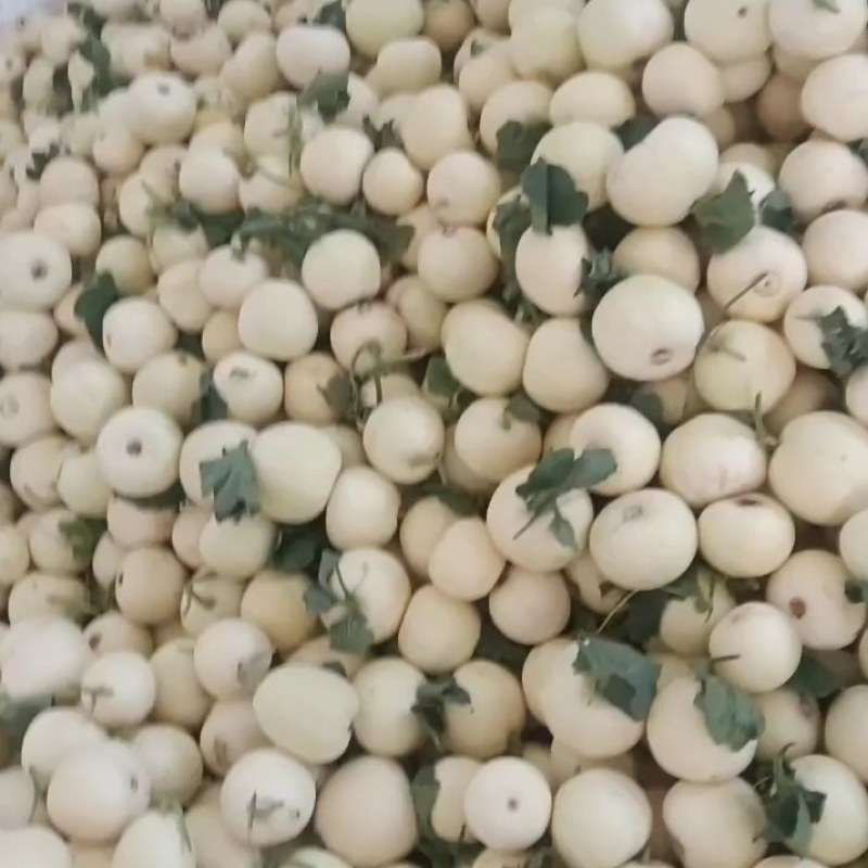 砀山小白瓜，香瓜，白糖罐，白沙蜜大量上市了