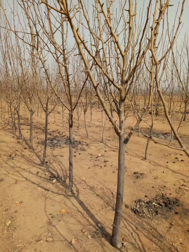 早酥红梨苗（彩虹梨苗）品种纯真耐寒梨树苗基地现起现发