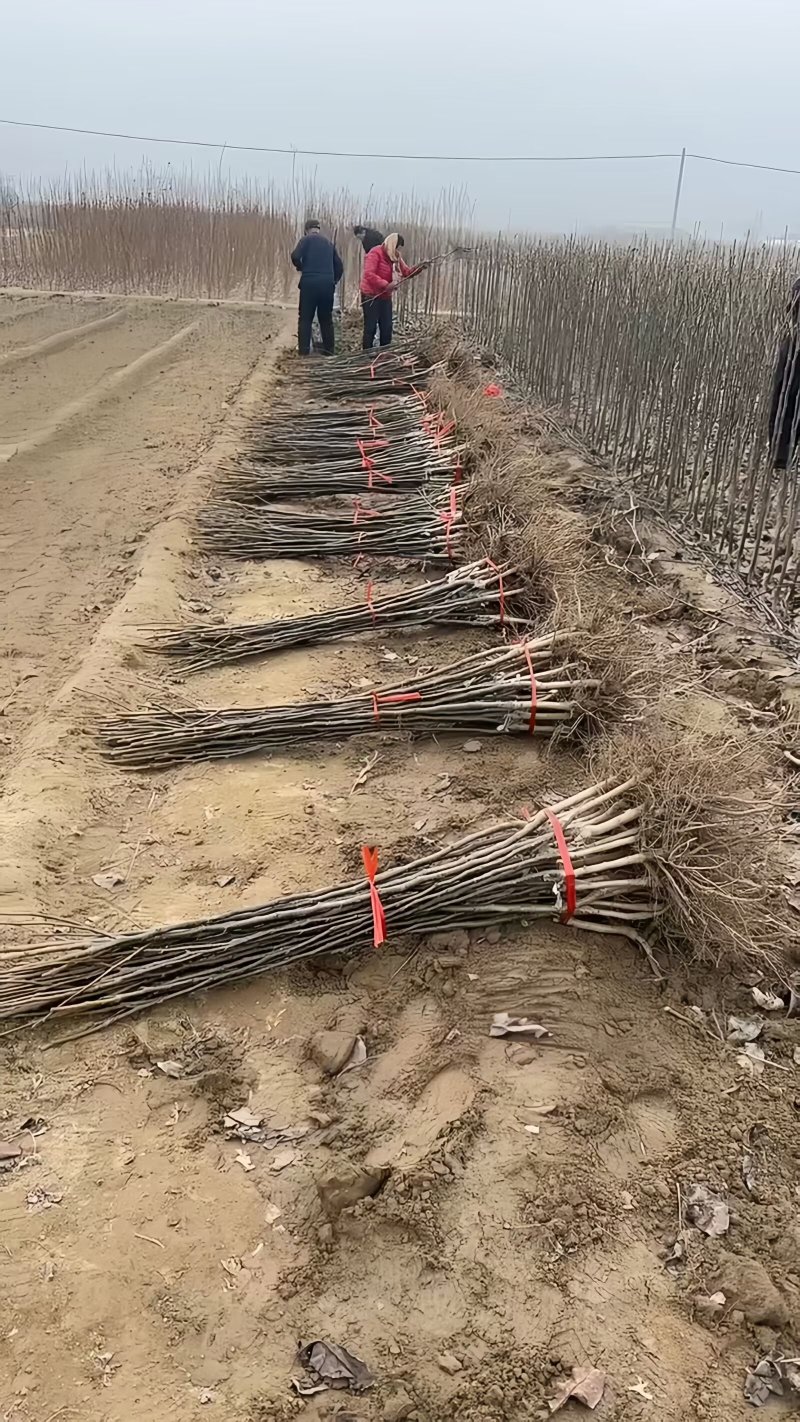 早酥红梨苗（彩虹梨苗）品种纯真耐寒梨树苗基地现起现发
