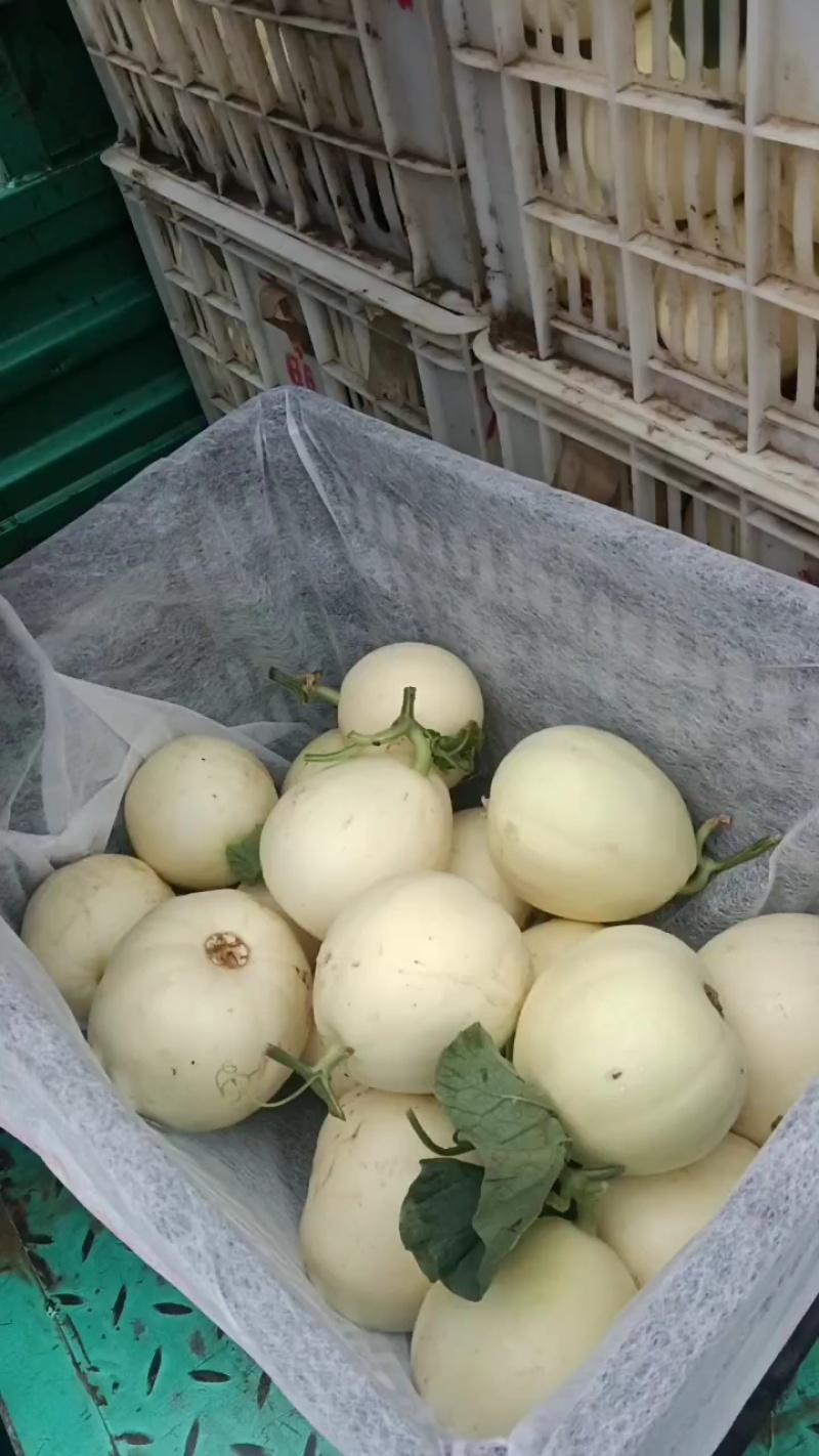 砀山小白瓜，香瓜，白糖罐，白沙蜜大量上市了