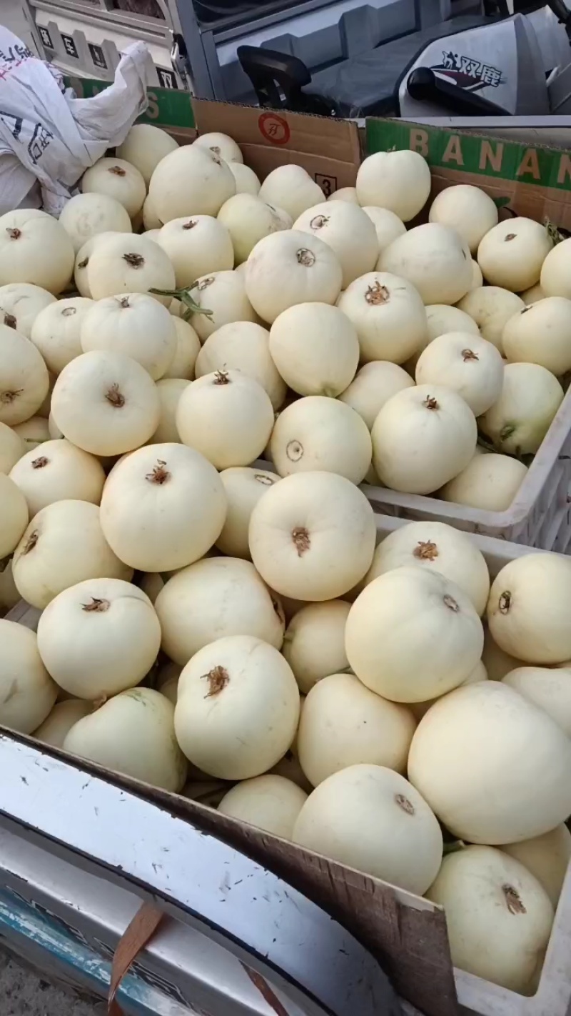 砀山小白瓜，香瓜，白糖罐，白沙蜜大量上市了