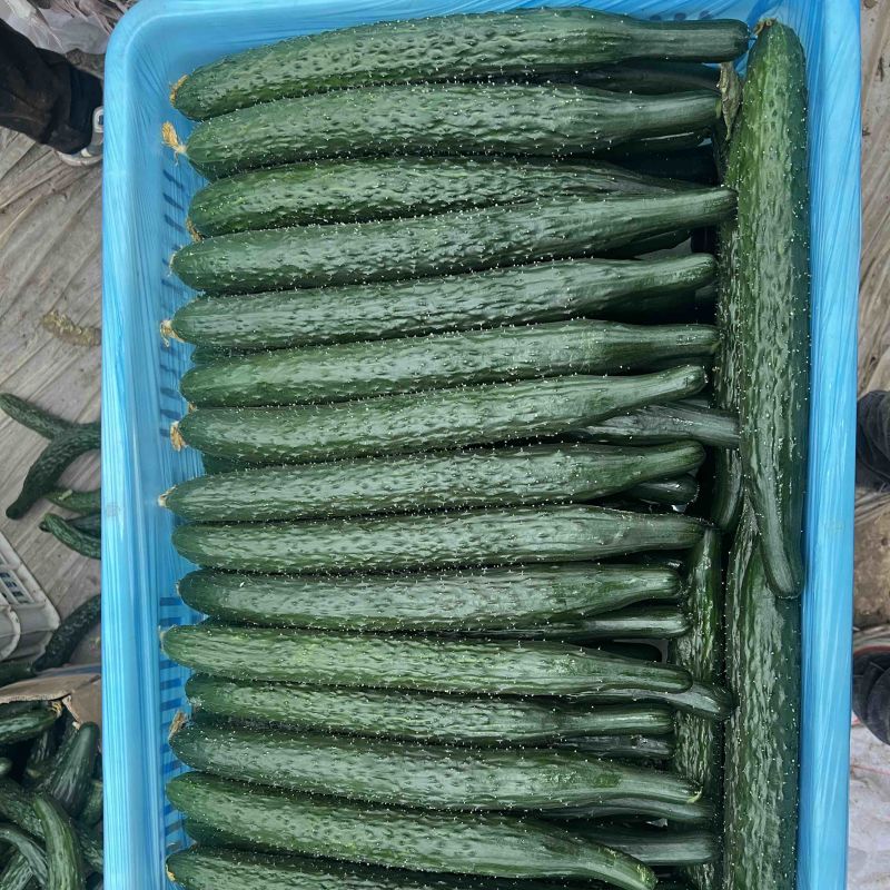 夏邑鲜黄瓜。嫁接亮条瓜。鲜花带/干花带刺刺绿肉基地直供