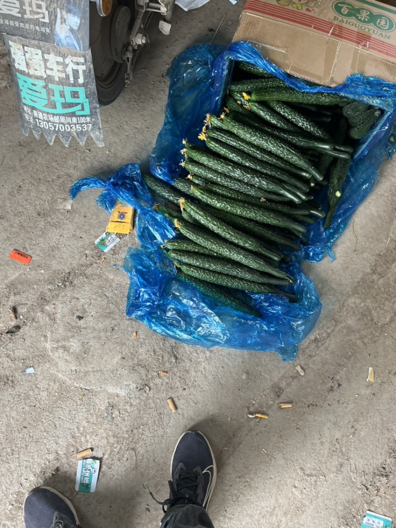夏邑鲜黄瓜。嫁接亮条瓜。鲜花带/干花带刺刺绿肉基地直供